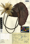 Nymphaea ampla (Salisb.) DC., Mexico, R. V. Ortega Ortiz 1953, F